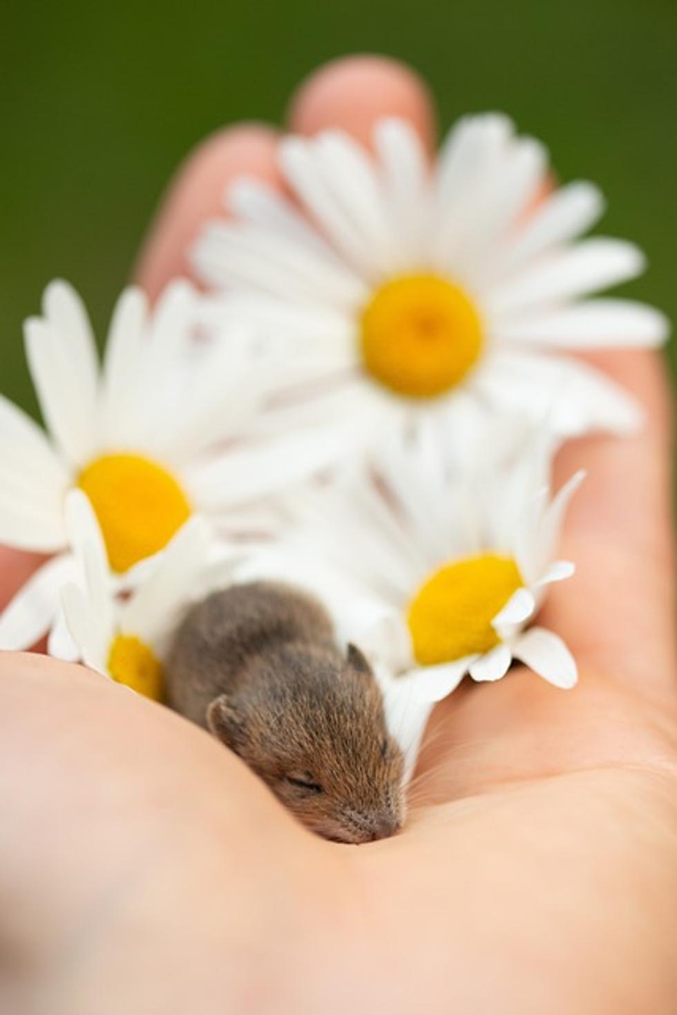 pourquoi ma souris est-elle en train de déconner